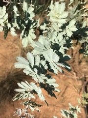 Acacia baileyana