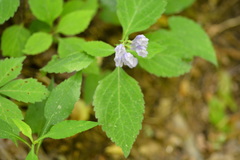Scutellaria serrata