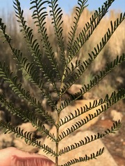 Acacia decurrens