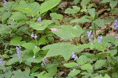 Scutellaria serrata