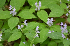 Scutellaria serrata