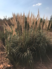 Cortaderia selloana