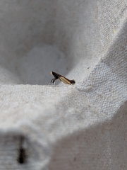 Caloptilia azaleella