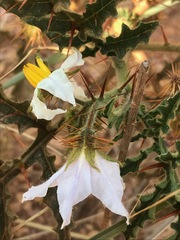Solanum sisymbriifolium