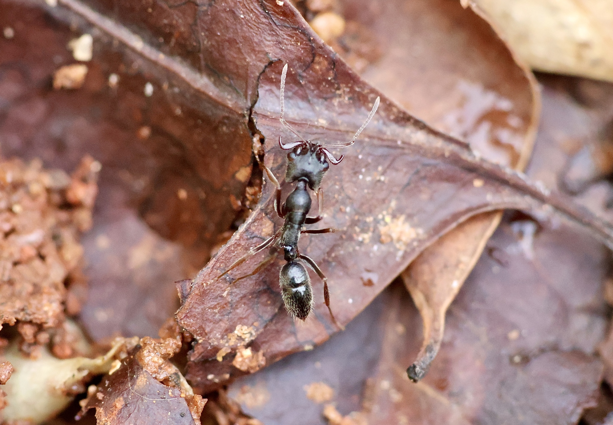 Anochetus obscurior