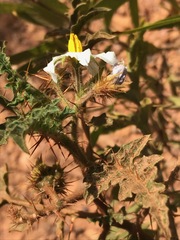 Solanum sisymbriifolium