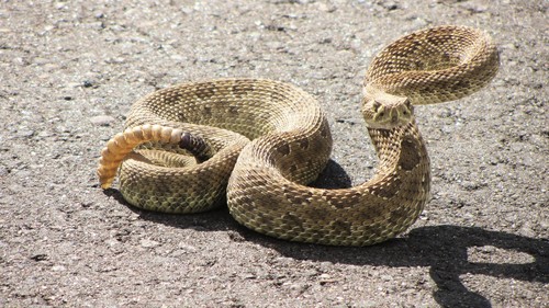 Prairie Rattlesnake
