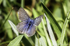 Cupido amyntula