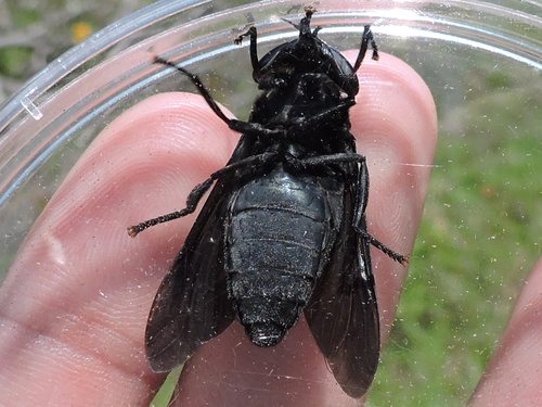 Black Horse Fly photo 3