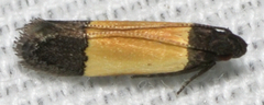 Anacampsis coverdalella