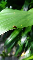 Cryptocephalus luteosignatus