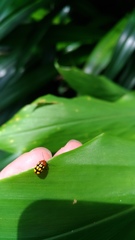 Cryptocephalus luteosignatus