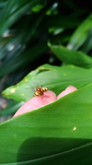 Cryptocephalus luteosignatus