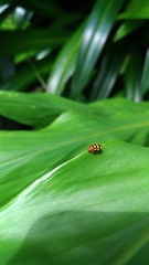 Cryptocephalus luteosignatus