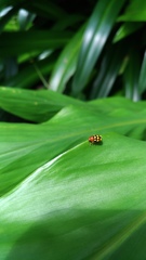 Cryptocephalus luteosignatus