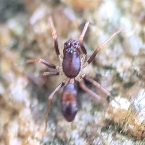 Ant Sheet-web Weaver photo 4