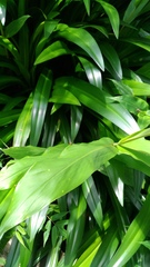 Cryptocephalus luteosignatus