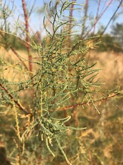 Tamarix ramosissima