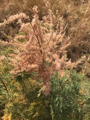Tamarix ramosissima
