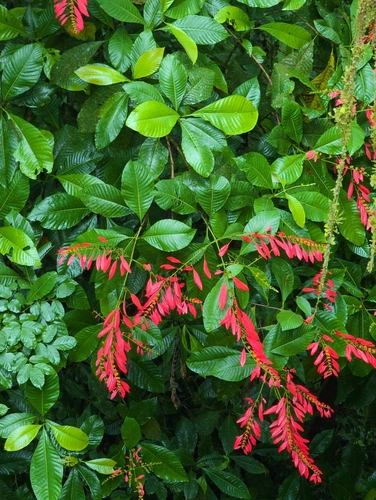 Image of Warszewiczia coccinea by (c) Noland Martin, some rights reserved (CC BY)
