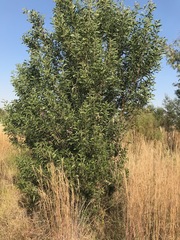 Acacia melanoxylon