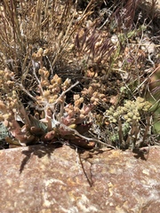 Dudleya abramsii affinis