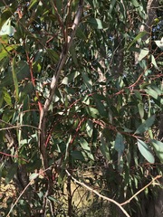 Eucalyptus camaldulensis