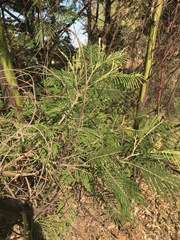 Acacia mearnsii