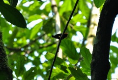 Ceratopipra mentalis