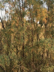 Tamarix ramosissima