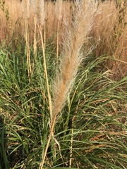 Cortaderia selloana