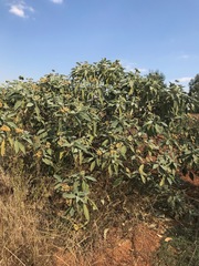 Solanum mauritianum