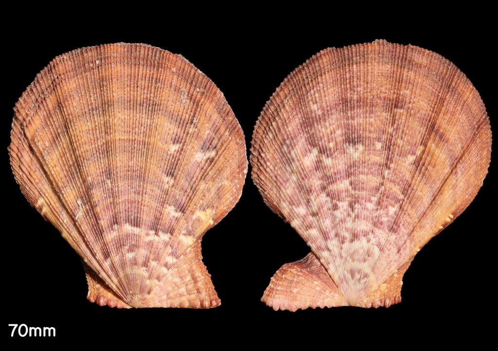 Manupecten