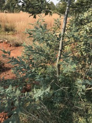 Acacia dealbata