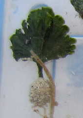 Udotea flabellum