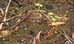 Utricularia aurea