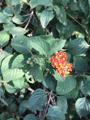 Lantana camara