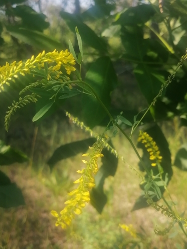 Yellow Sweetclover