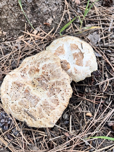 iNaturalist observation photo of Giant Sawgill