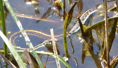 Thamnophis sirtalis concinnus