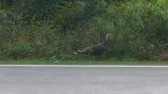 Meleagris gallopavo intermedia