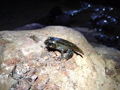 Leptobrachium hasseltii