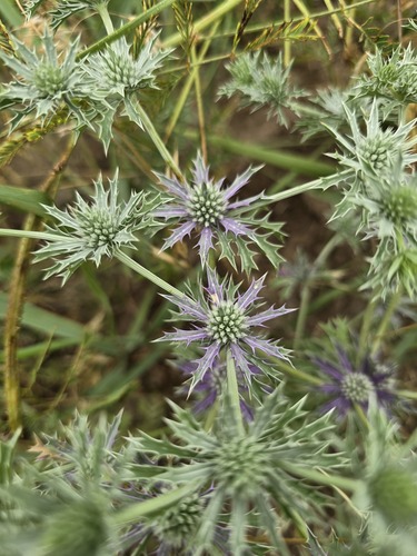 spreading eryngo (Eryngium diffusum)