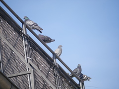 Columba livia domestica