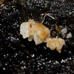 Physalacria australiensis