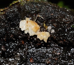 Physalacria australiensis