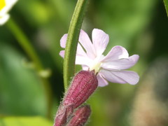 Silene × hampeana