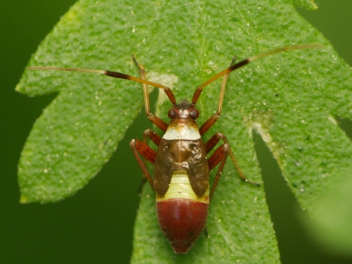 Dvidėmė Žolblakė nuotrauka
