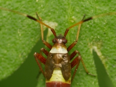 Closterotomus biclavatus