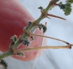 Pelargonium alternans alternans